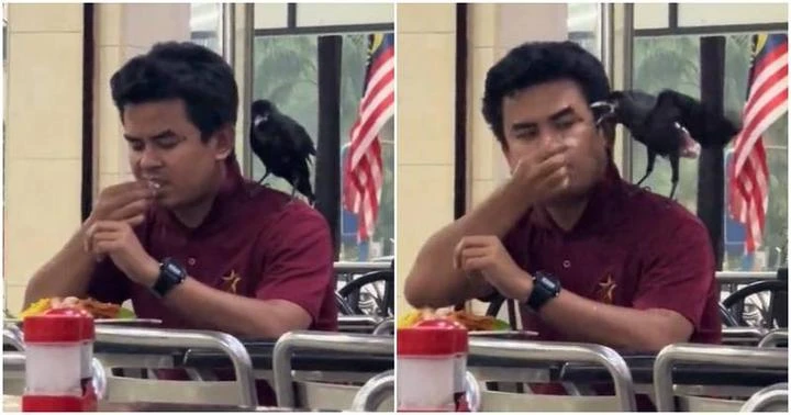 男子與烏鴉「共餐」　烏鴉被投喂「很高興」