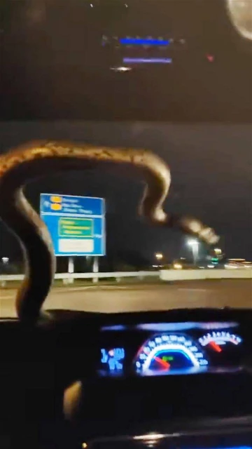 行駛中擋風鏡突冒出大蟒蛇　車主狂奔到賽城消拯局求助