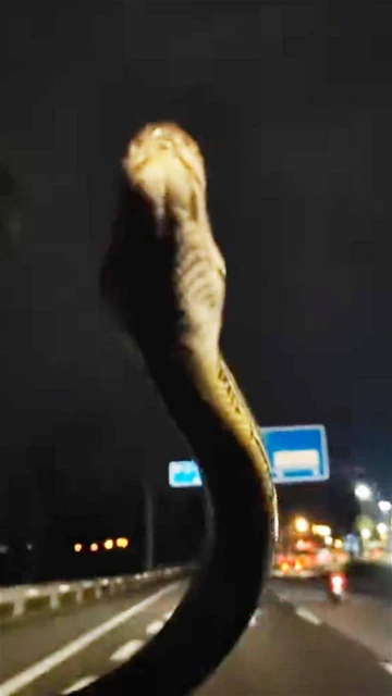 行駛中擋風鏡突冒出大蟒蛇　車主狂奔到賽城消拯局求助