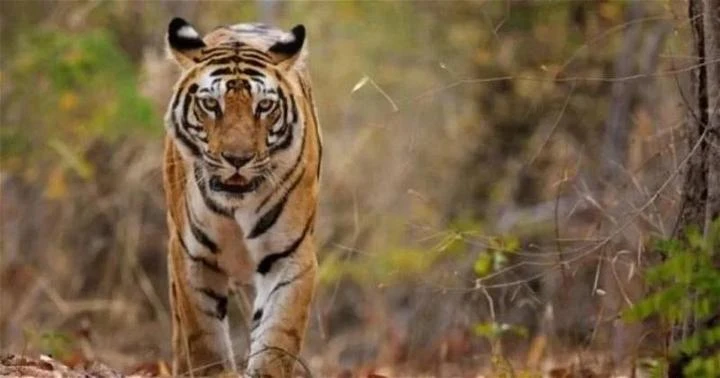 今年4人死於虎口　野生動物局：森林減少乃因素之一