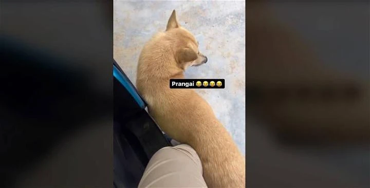 馬來女排除異樣眼光家中養狗　「養狗讓我快樂，我不忍心看到它被拋棄！」