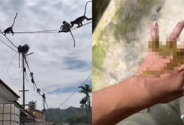 猴屎從天降　摩哆騎士中招自嘆倒霉