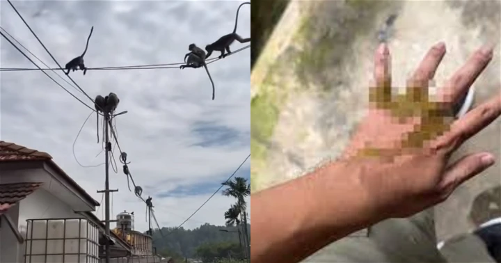 猴屎從天降　摩哆騎士中招自嘆倒霉