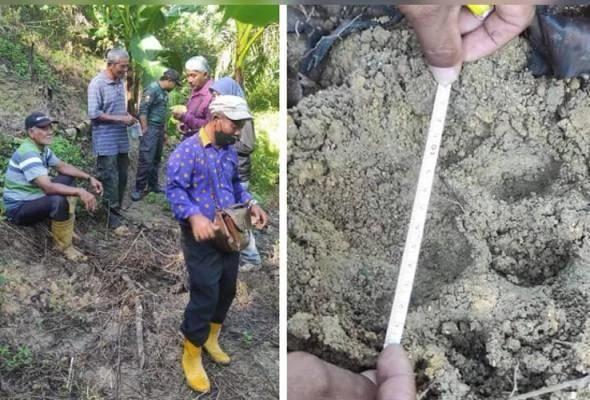 捉了一頭再有一頭？　紅毛丹區又見老虎腳印