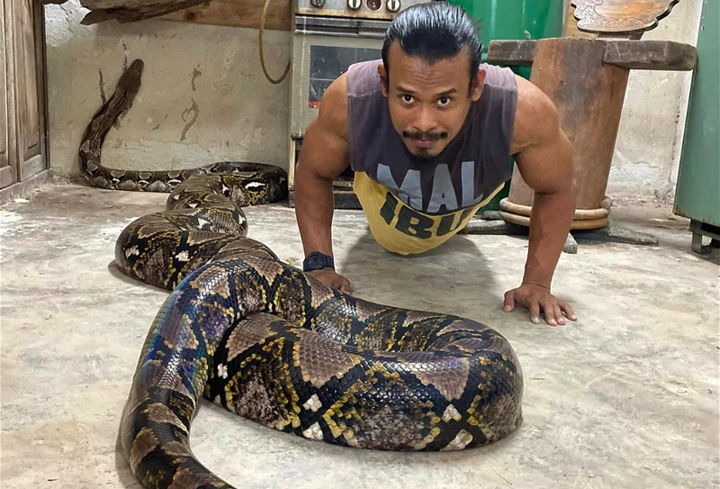 明星蟒蛇「Cik Kiah」走了　飼主面書悲痛宣布消息