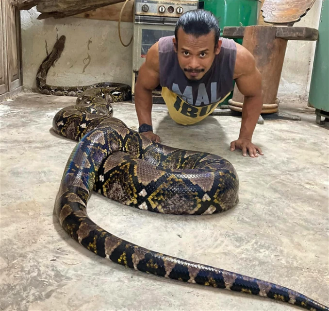 明星蟒蛇「Cik Kiah」走了　飼主面書悲痛宣布消息