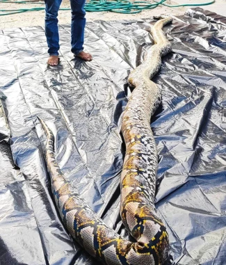 明星蟒蛇「Cik Kiah」走了　飼主面書悲痛宣布消息