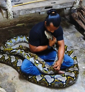 明星蟒蛇「Cik Kiah」走了　飼主面書悲痛宣布消息