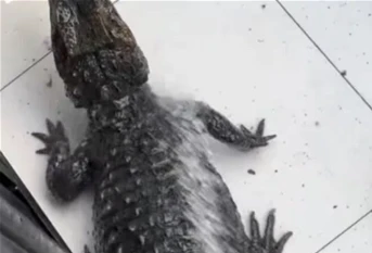 網紅出價RM1500　請人每月幫寵物鱷魚刷牙洗澡