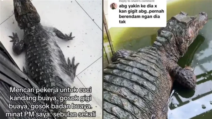 網紅出價RM1500　請人每月幫寵物鱷魚刷牙洗澡