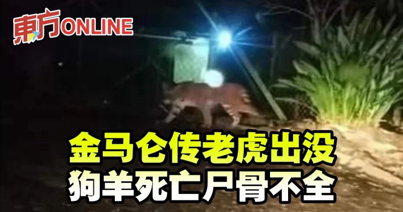 金馬侖傳老虎出沒　狗羊死亡屍骨不全
