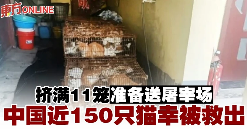 擠滿11籠準備送屠宰場　中國近150隻貓幸被救出