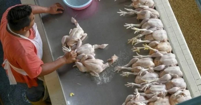 大馬探討恢復肉雞出口　新國副總理：未說明具體日期