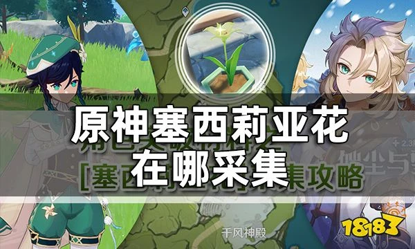 原神塞西莉亞花在哪採集 塞西莉亞花多久刷新一次