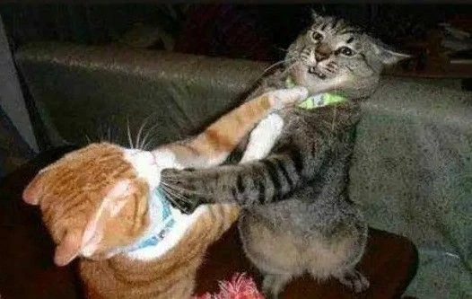 五年不老、厚積薄發 這是《香腸派對》的爆款之路