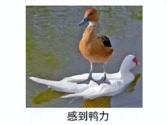 《太吾繪卷》口碑崩了後,被曝光程序猿甩鍋?網友:管理不行