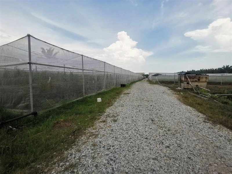 全馬唯一研發抗病基因種子　讓農民沒有種不起的菜