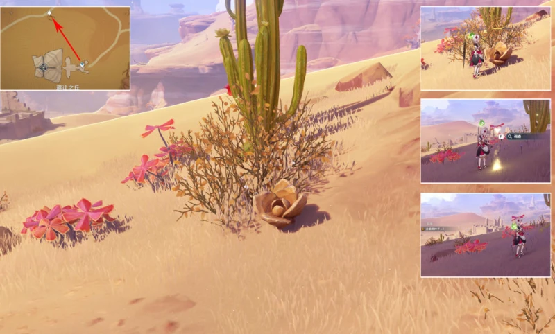 原神種植金薔薇任務怎麼完成