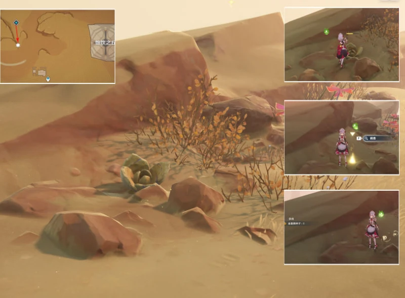 原神種植金薔薇任務怎麼完成