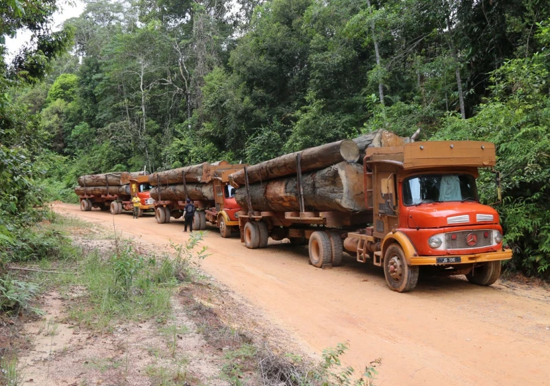 今年大馬森林砍伐面積  或相等於一個新加坡