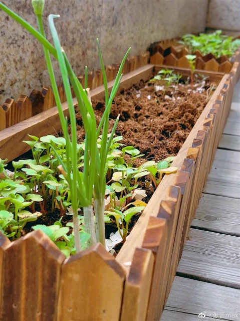 蔡少芬上海家中種菜　網調侃：港姐都要耕種謀生？