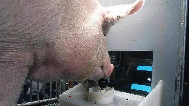 2022年，就連人工培育的腦細胞也會打遊戲了