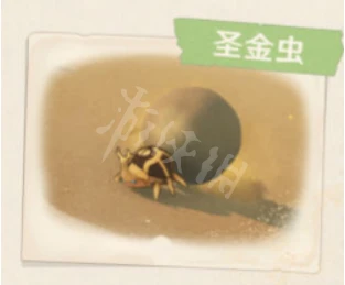 《原神》3.1沙漠有哪些生物和特產？3.1沙漠生物和特產介紹