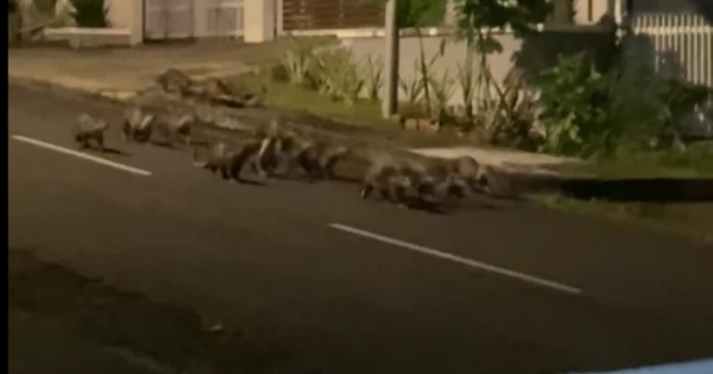 數十隻水獺夜遊拿篤住宅區  場面壯觀又震撼