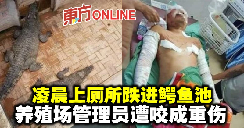 凌晨上廁所跌進鱷魚池　養殖場管理員遭咬成重傷