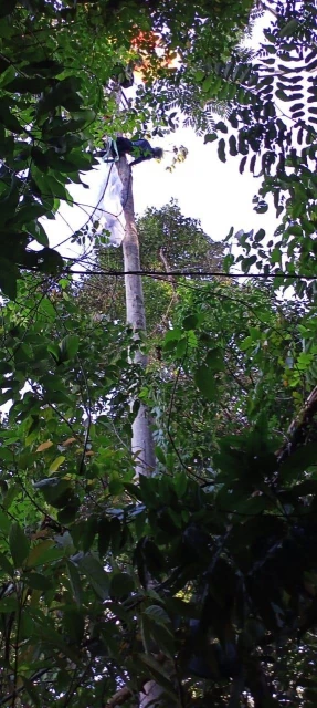 滑翔傘墜落卡大樹　男子頭部重創陷昏迷