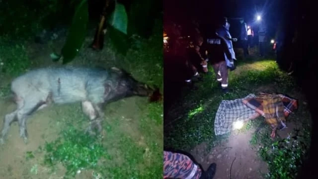 馬國男子被野豬襲擊 孝子救父傷重不治