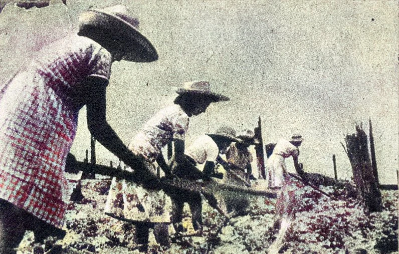 雷子健：日治烏托邦幻影