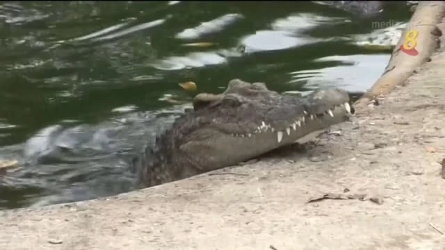 泰國計劃把更多養殖鱷魚放生野外 也冀放寬貿易限制