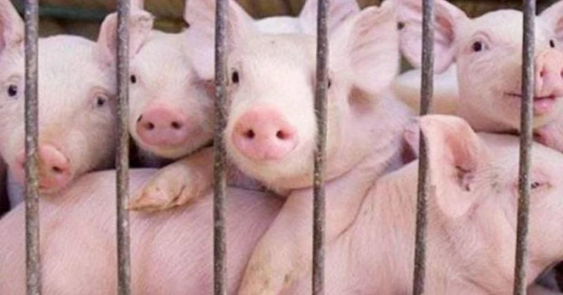 大馬有農場爆發非洲豬瘟後  逾2000頭生豬被指靜悄悄運走