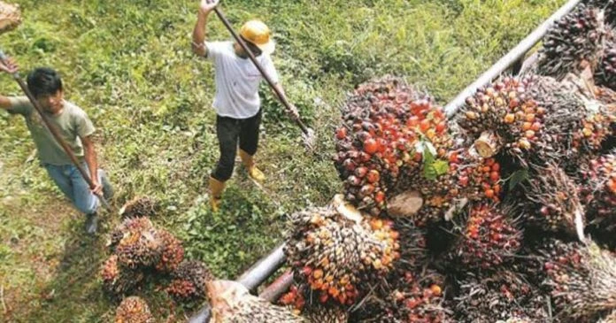 受印尼禁出口食用油影響   棕油等競爭油類價格料大飆升