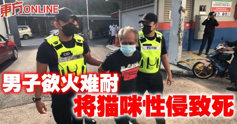 男子性侵貓致死　認罪獲准6000令吉保釋