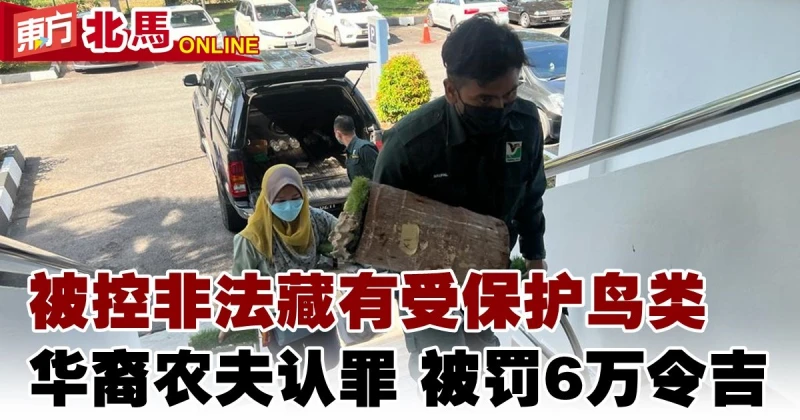 被控非法藏有受保護鳥類　華裔農夫認罪被罰6萬