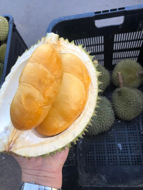 榴槤小旺季售價略漲　雙A級別貓山王每公斤68令吉