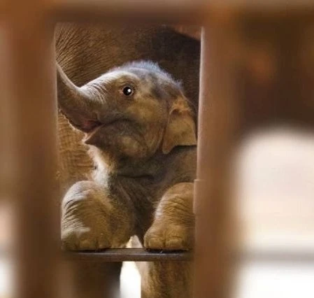 不忍小象「莫莉」受虐　陳喬恩痛心發聲吁拒絕動物表演