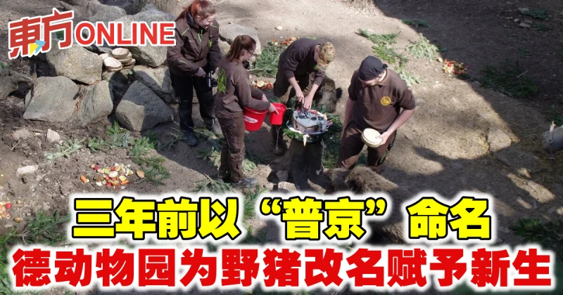 三年前以「普京」命名　德動物園為野豬改名賦予新生