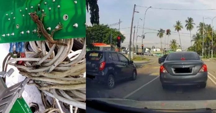 路口交通大混亂 罪魁禍首是死壁虎!