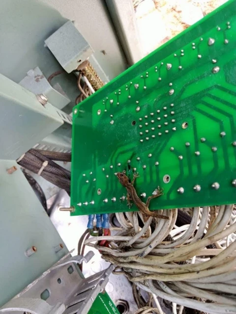 路口交通大混亂　罪魁禍首是死壁虎！