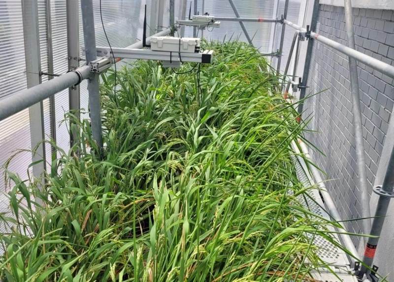 氣溫上升影響食品進口也不怕　新加坡能生產耐旱大米快熟面和牛奶