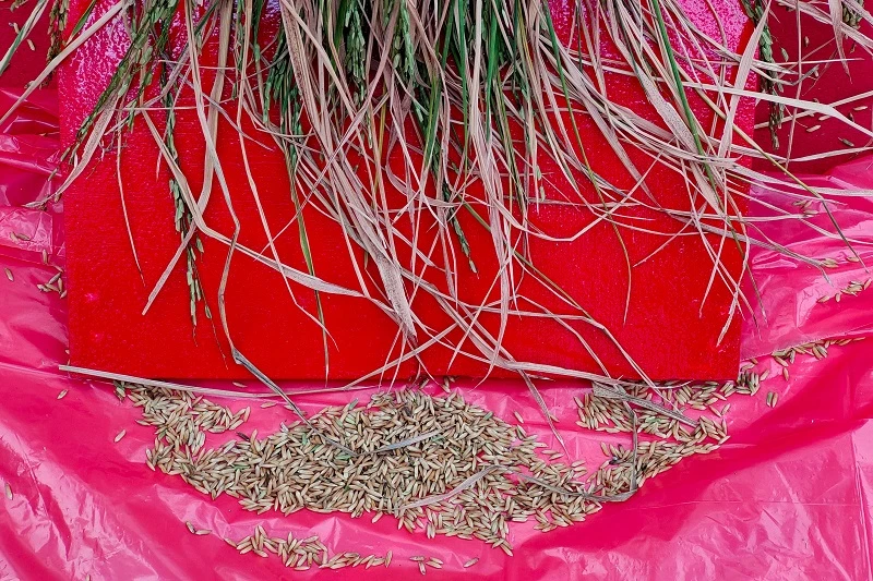 氣溫上升影響食品進口也不怕　新加坡能生產耐旱大米快熟面和牛奶