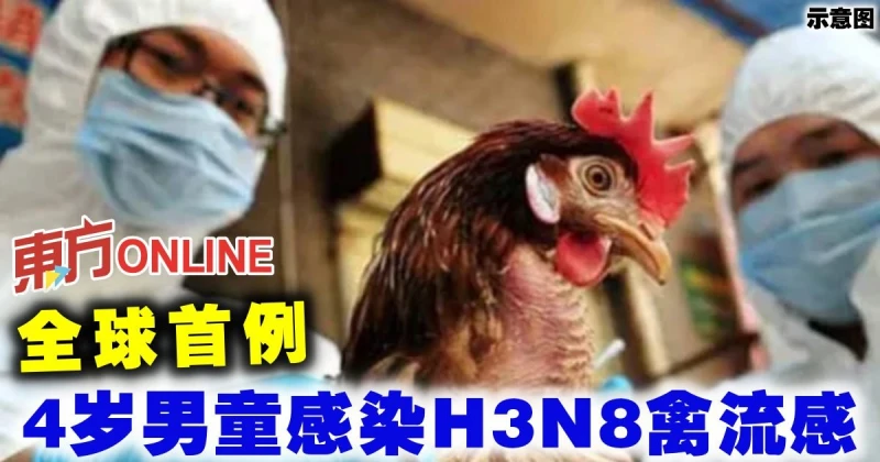 全球首例　河南4歲男童感染H3N8禽流感