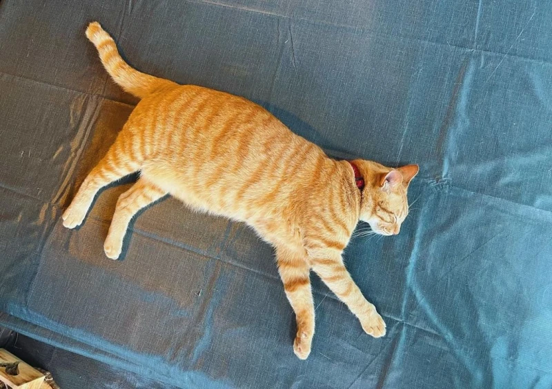 李佳芯曬照小露香肩自嘲「肥了」　網民：請問肥在哪裡？