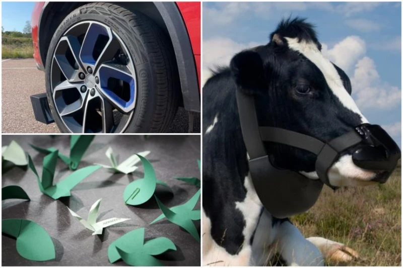 全球變暖加劇新病毒傳播　查爾斯王子支持讓牛群戴口罩改善溫室效應