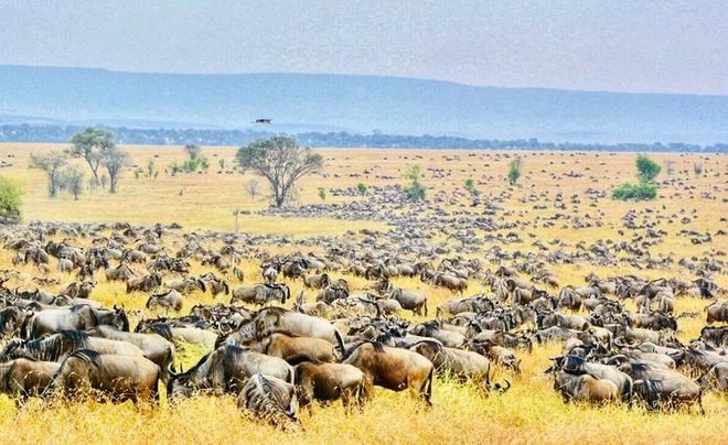 人類最近一次大遷徙，是從艾澤拉斯搬到了大宋