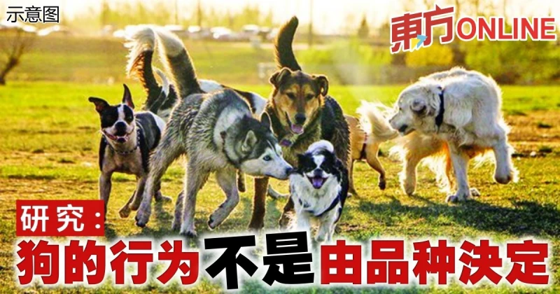 研究：狗的行為不是由品種決定