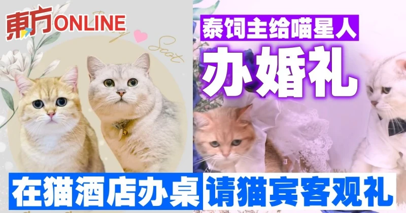 泰飼主給喵星人辦婚禮　請來貓賓客在貓酒店辦桌